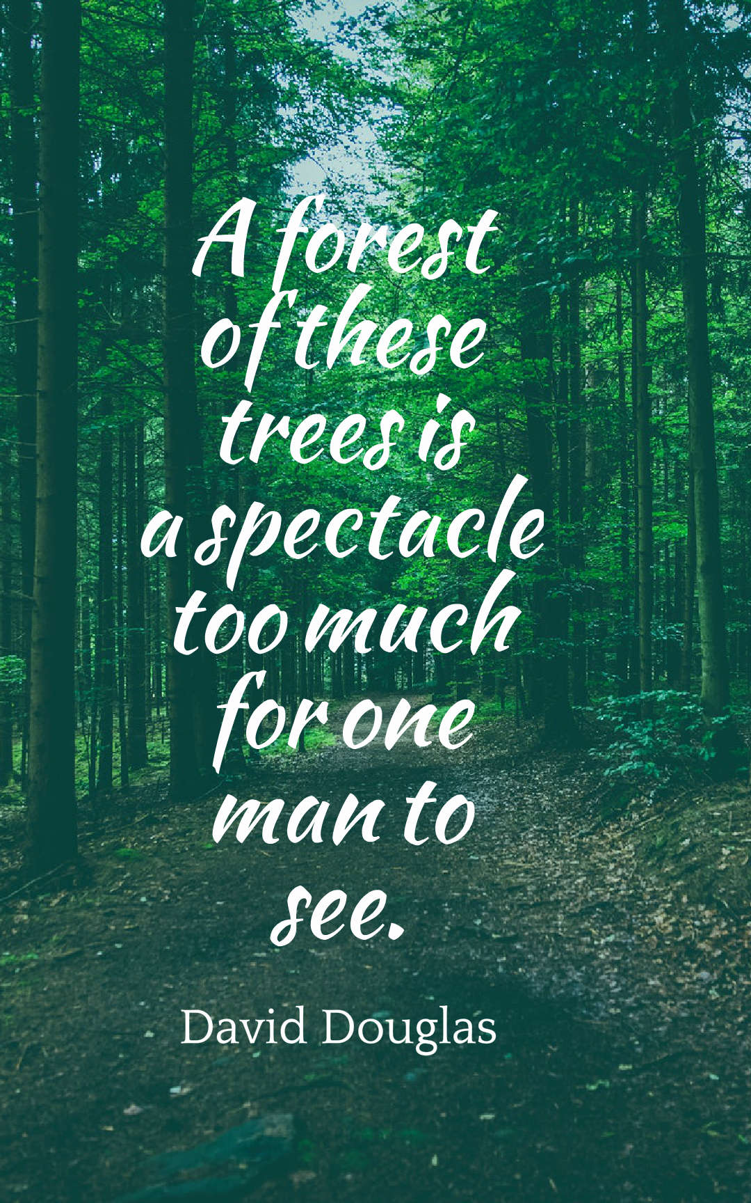 45 Inspirational Forest Quotes And Sayings