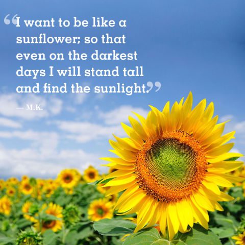 23 Beautiful Sunflower Quotes with Images
