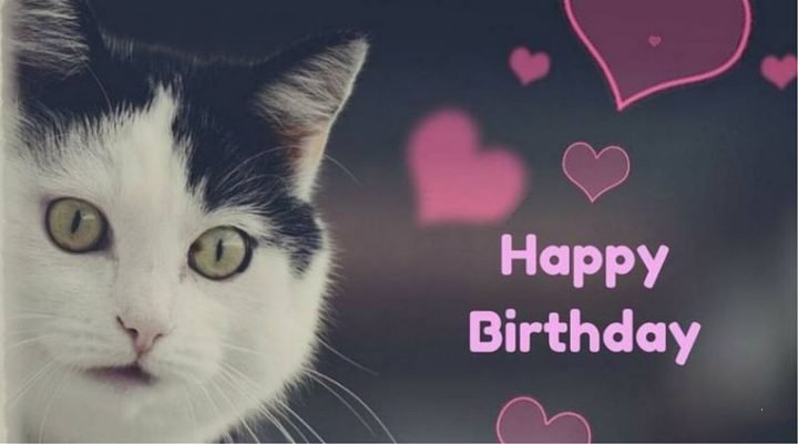 Funny Cat Birthday Memes For The Feline Lovers In Your Life Page