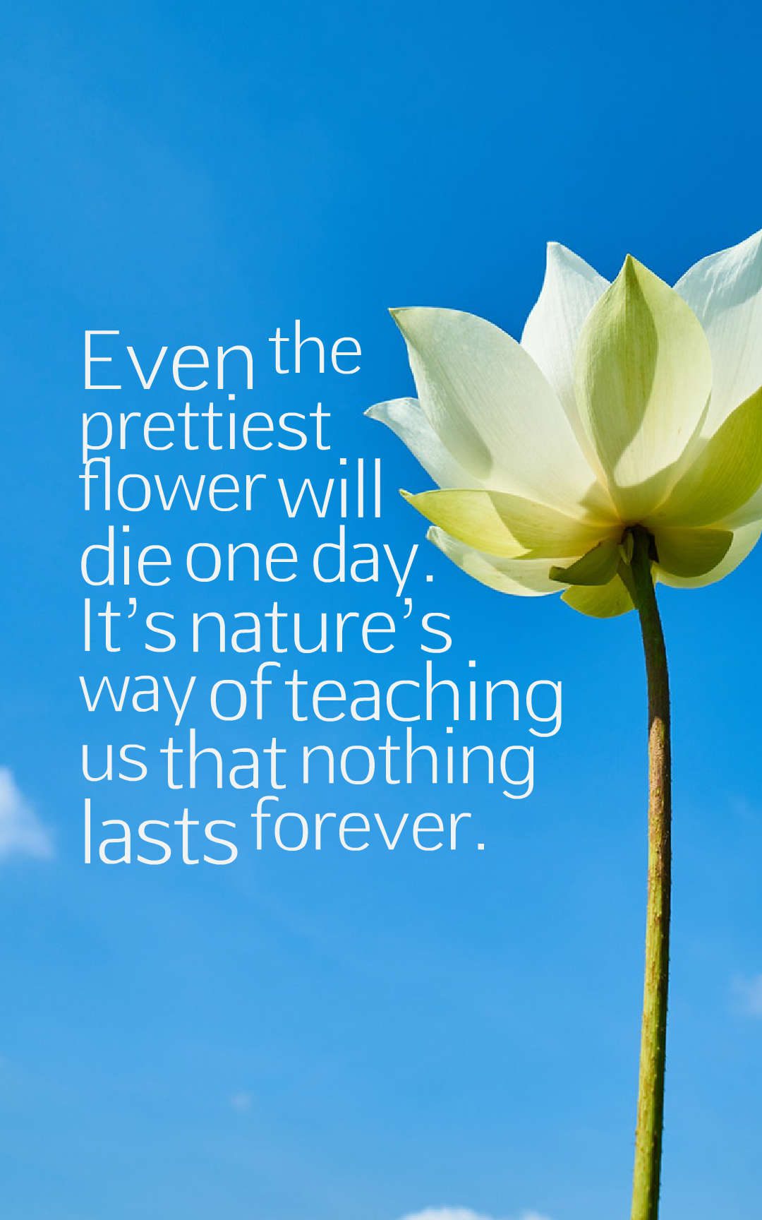 Even the prettiest flower will die one day. It’s nature’s way of teaching us that nothing lasts forever.