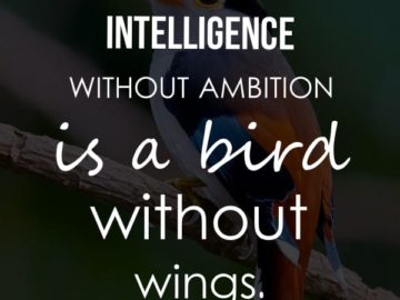 Intelligence without ambition is a bird without wings.