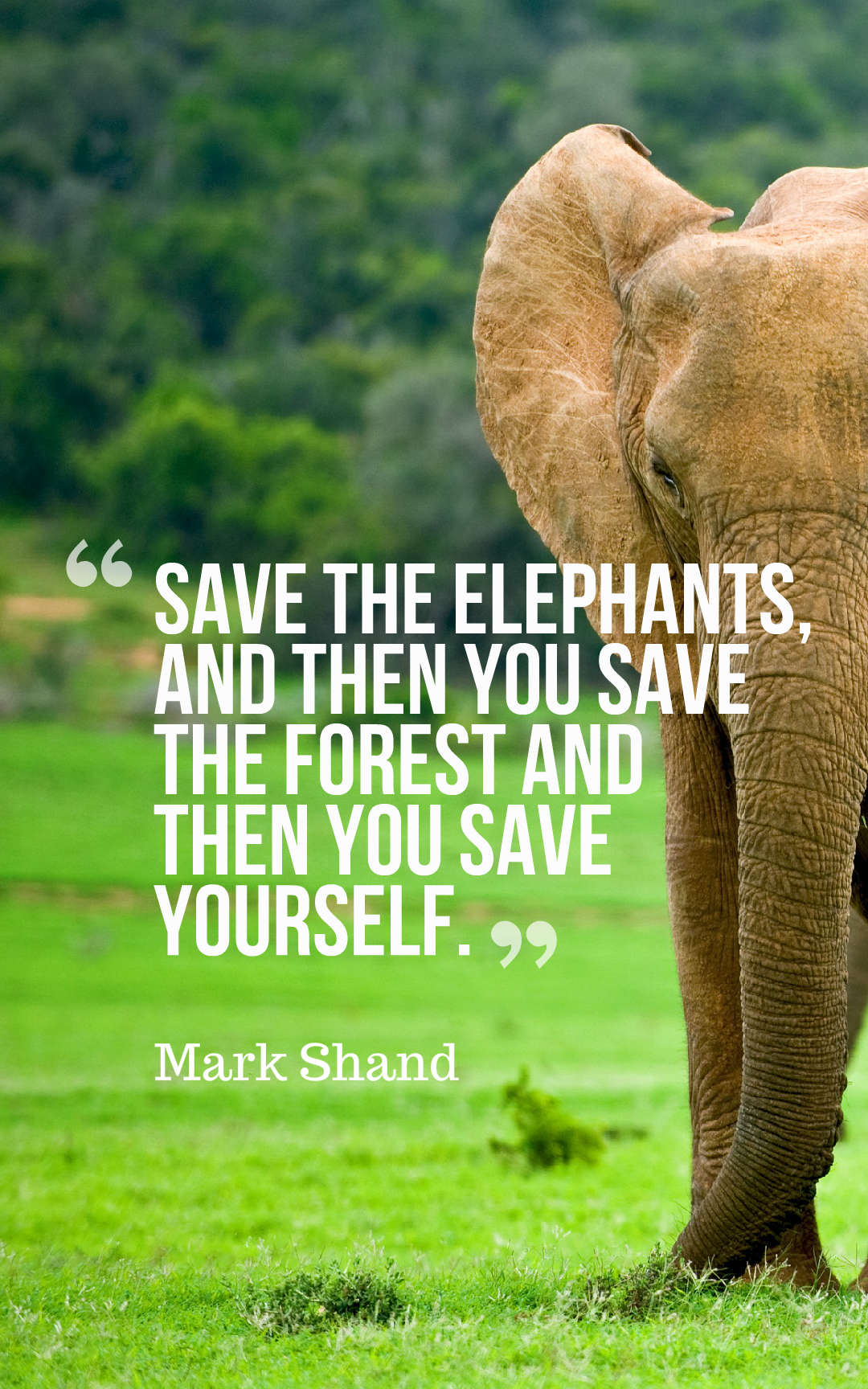 Save the elephants, and then you save the forest - and then you save yourself.