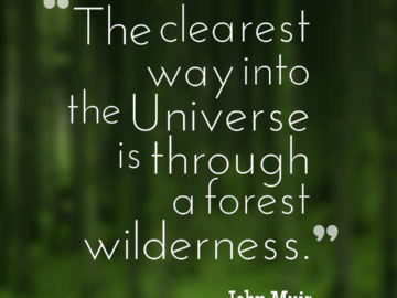 The clearest way into the Universe is through a forest wilderness.