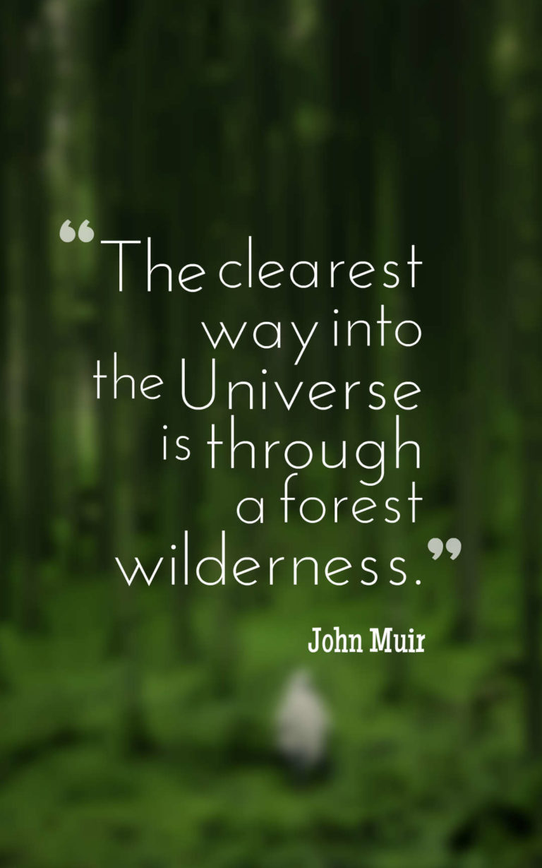 45 Inspirational Forest Quotes And Sayings