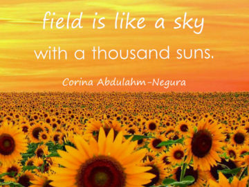 A sunflower field is like a sky with a thousand suns.