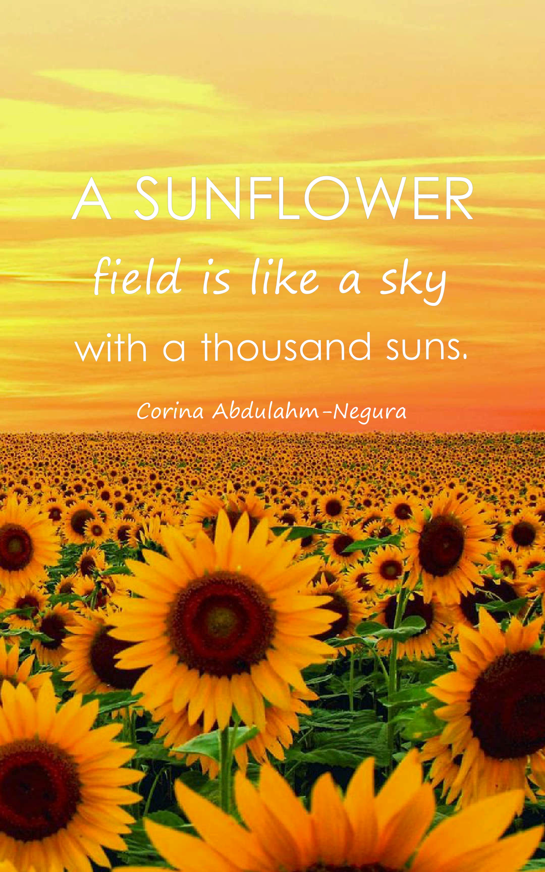 A sunflower field is like a sky with a thousand suns.