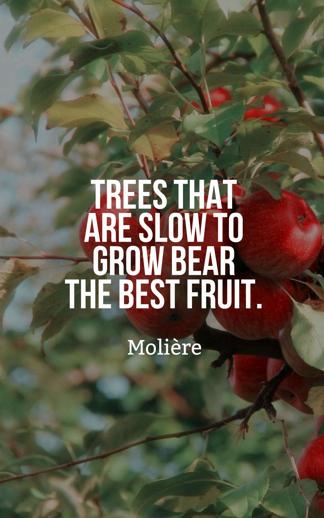 Trees that are slow to grow bear the best fruit.