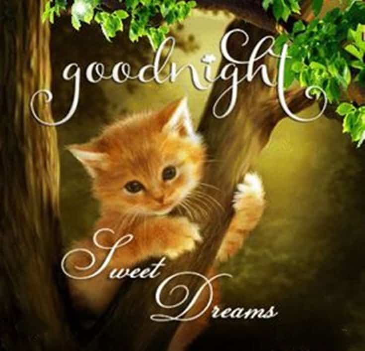 good night quotes, sweet dream sayings, good night sweet dreams, good night quotes for her, good night quotes and images, inspirational good night quotes, good night quotes for friends, beautiful good night images for friends, goodnight greetings, good night messages, morning greetings, good night wishes for friends,