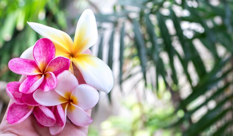 6 Exotic Flowers You can Choose For Your Memorable Occasion!!