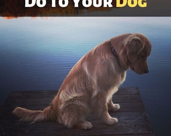 8 Things You Should Never Do To Your Dog